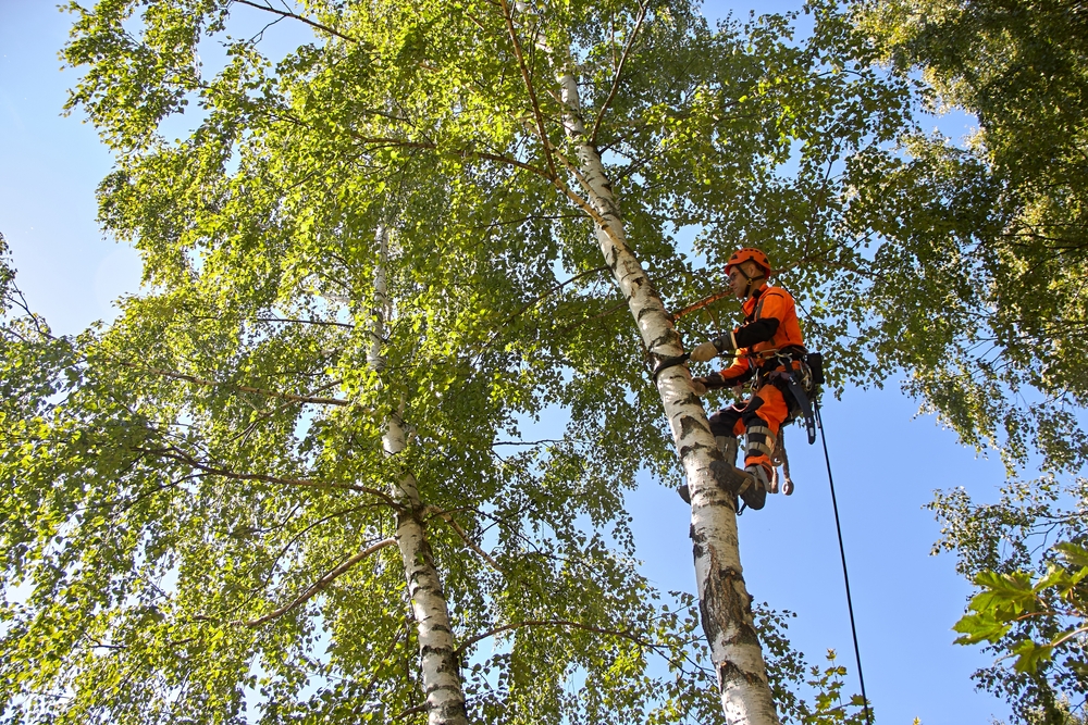 Tree Surgeon in London